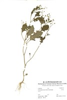 藏品(茯苓菜)的圖片